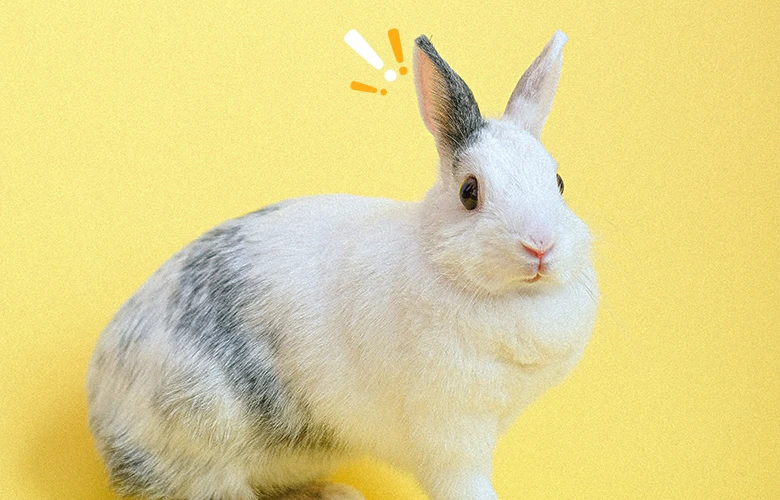 A rabbit being alert with his surroundings