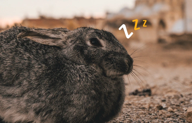 A sleepy rabbit laying on the ground