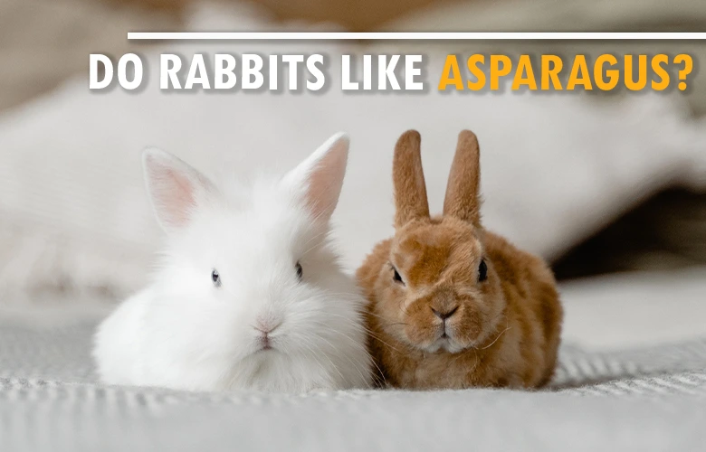 Do rabbits like asparagus