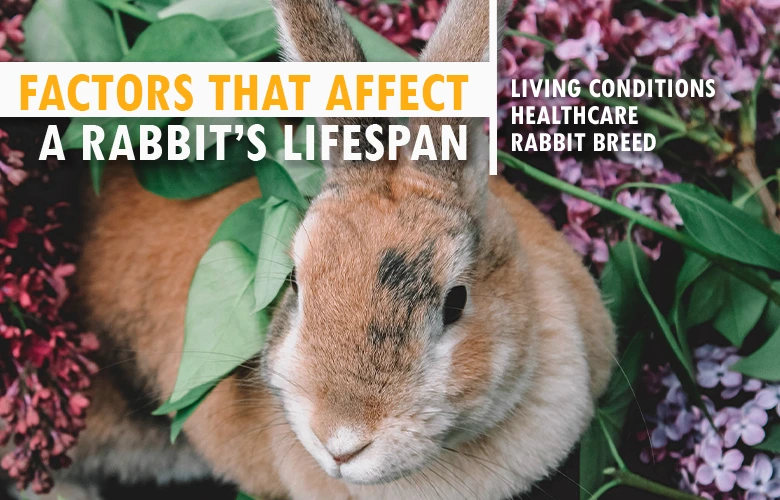 Factors That Affect a Rabbit’s Lifespan