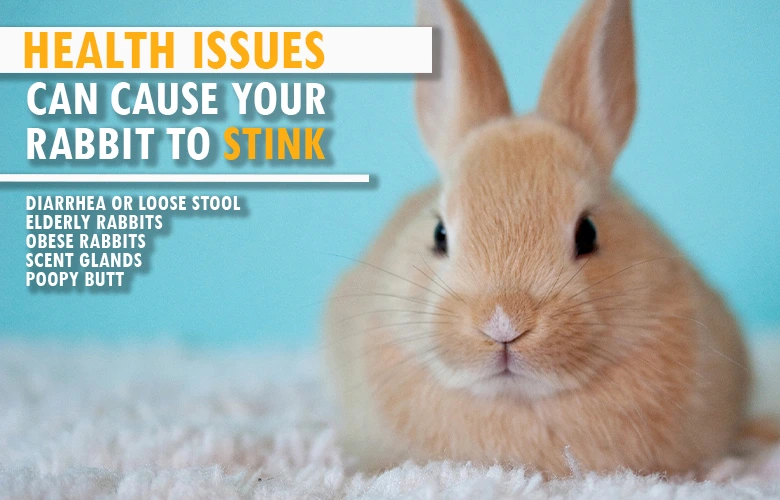 Health issues can cause your rabbit to stink