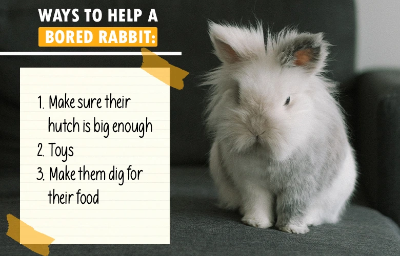 Ways to help a bored rabbit