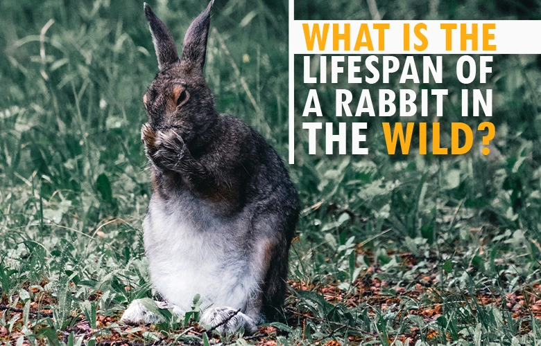 What Is the Lifespan of a Rabbit in the Wild