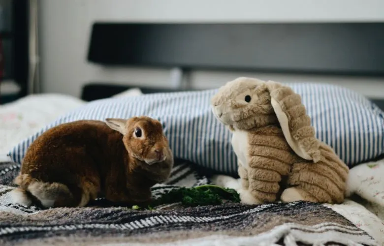 Rabbit on bed alongside with stuffed toy