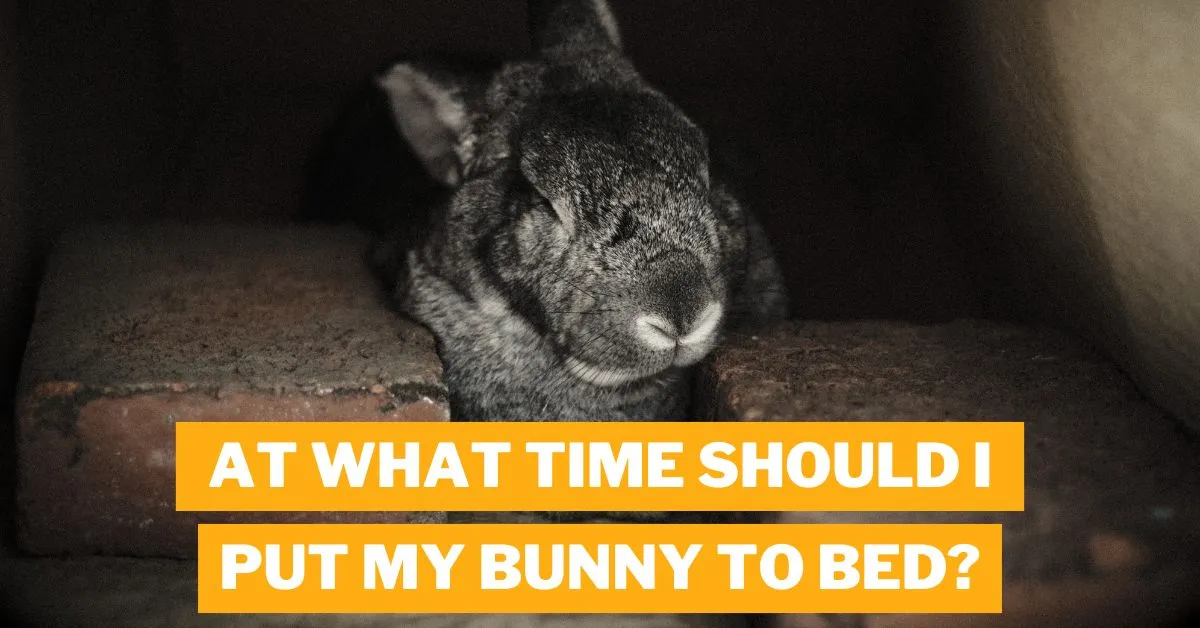 At What Time Should I Put My Bunny to Bed?