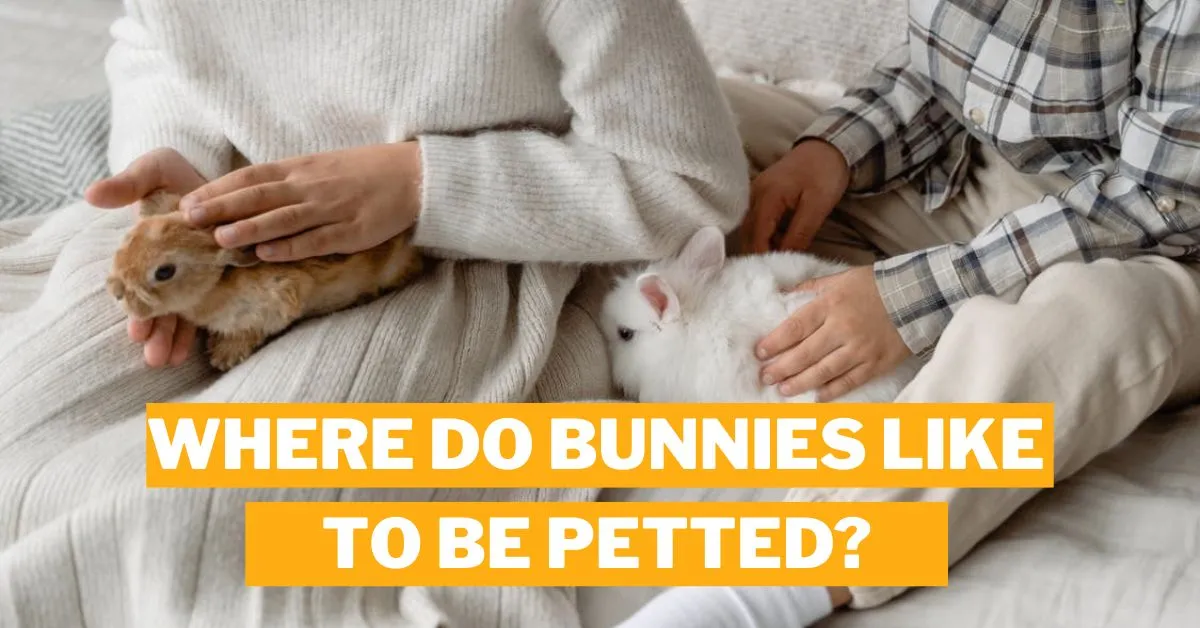Where Do Bunnies Like To Be Petted?
