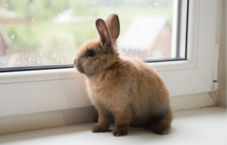 Rabbit beside the window