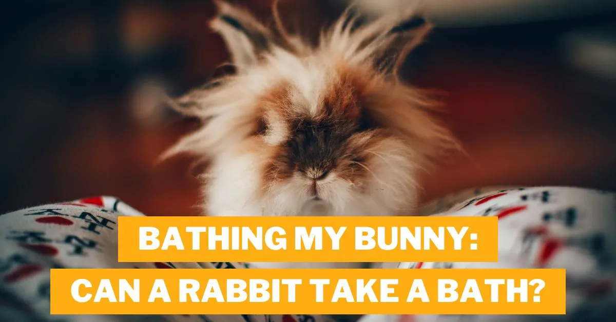 Can a Rabbit Take a Bath?
