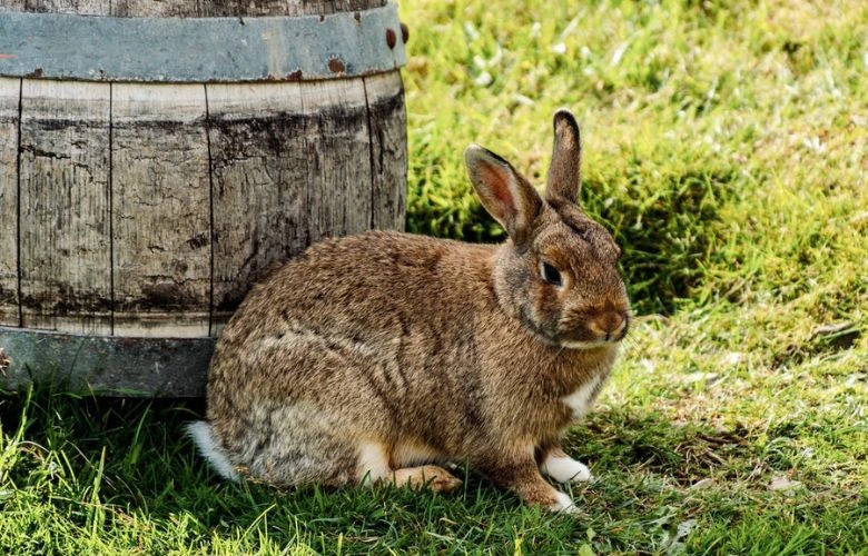 Rabbit sitting beside a barrel