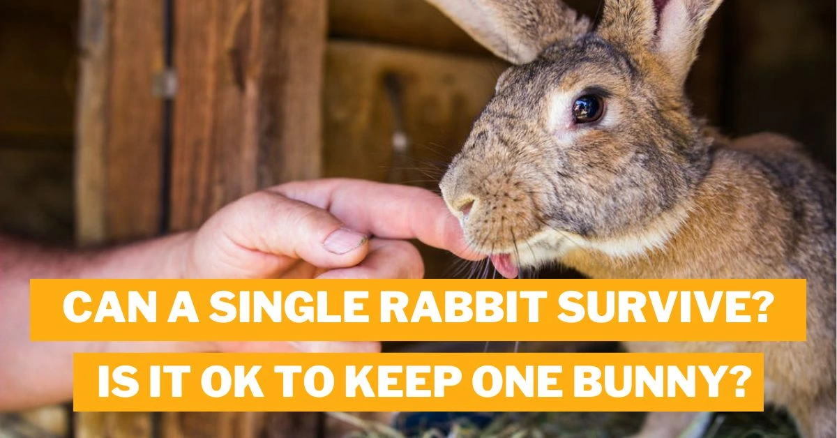 Can a Single Rabbit Survive?