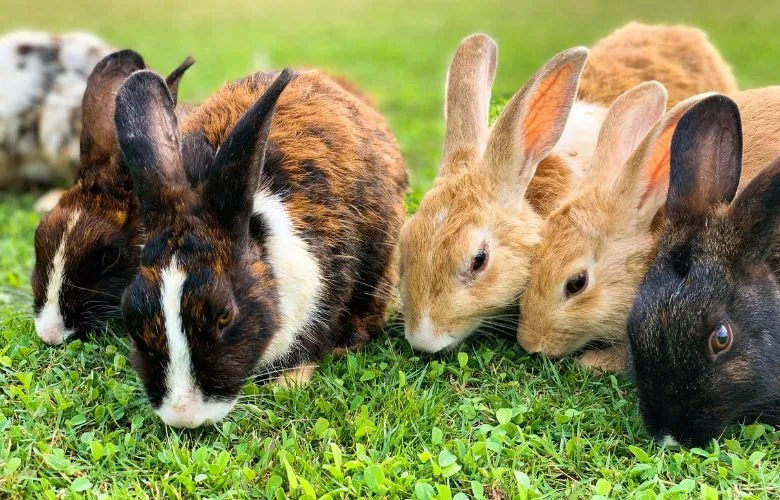 Six rabbits eating grass