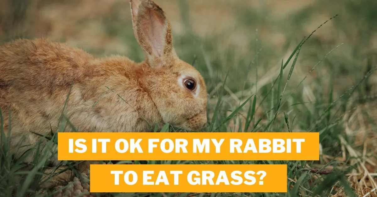 Is it OK for My Rabbit to Eat Grass?