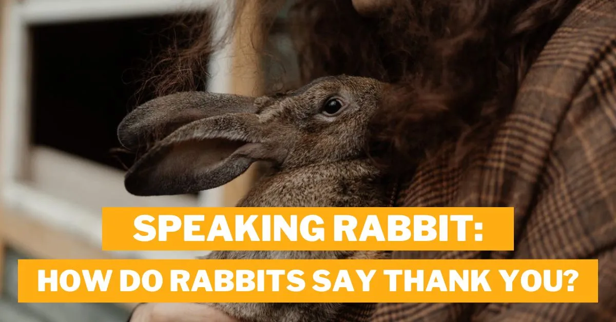 How do Rabbits say Thank You?