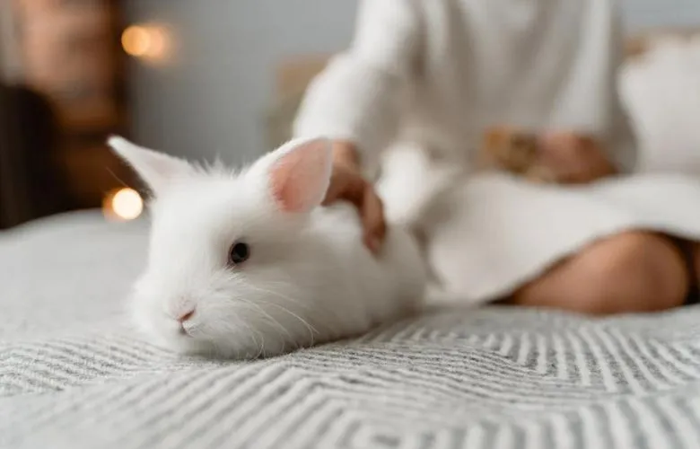 Rabbit on a bed