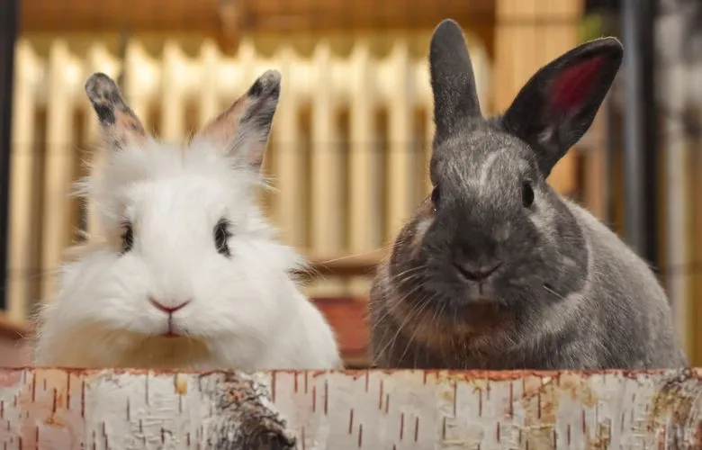 Two rabbits looking at the camera
