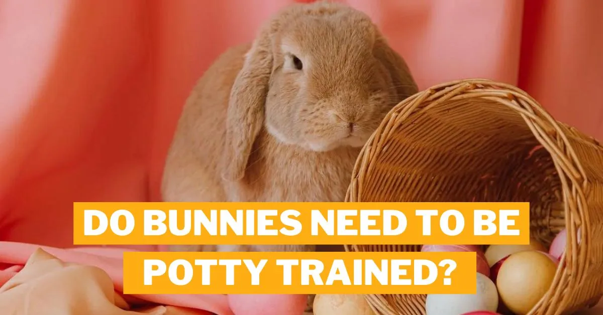 Do bunnies need to be potty trained?