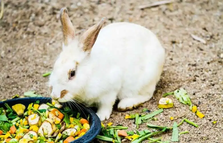 rabbit eating assorted chopped vegetables