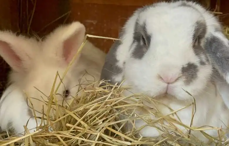 two rabbits eating hay