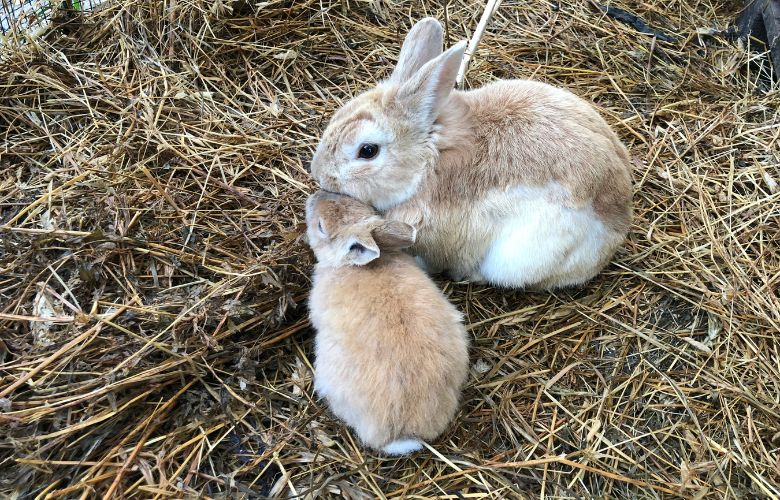 Mother rabbit and her baby rabbit on hay