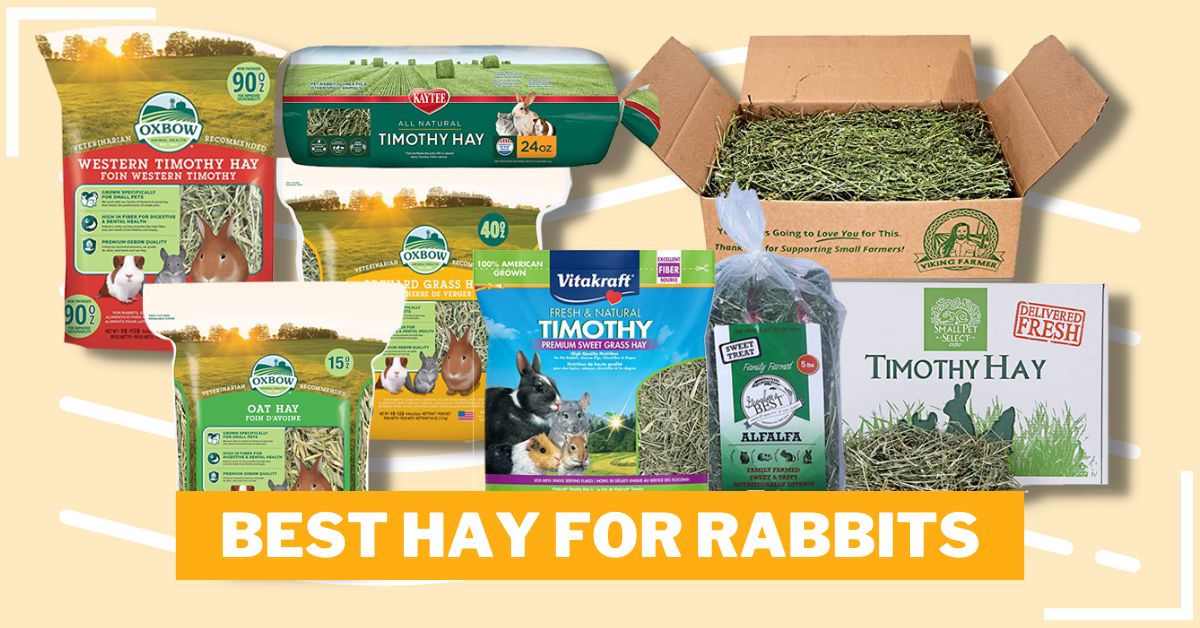Best Hay for Rabbits