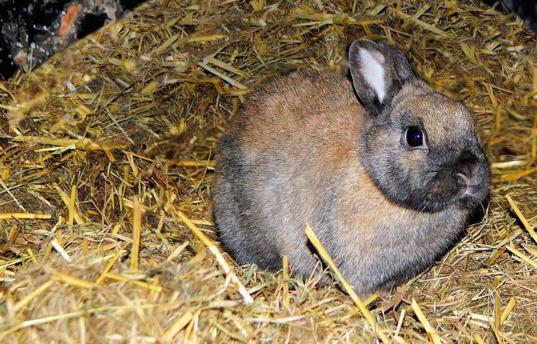 Rabbit on hay