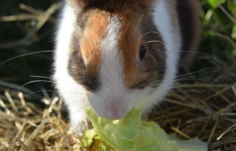 Rabbit eating a cabbage