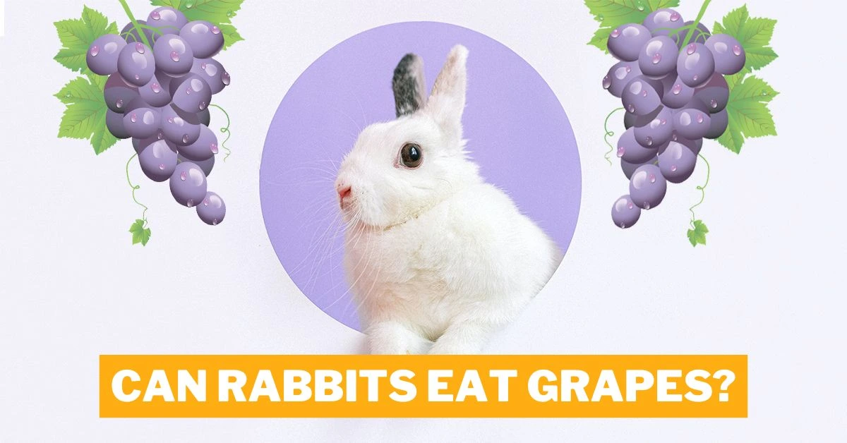 Can Rabbits Eat Grapes?