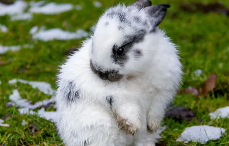 Wet rabbit on grass