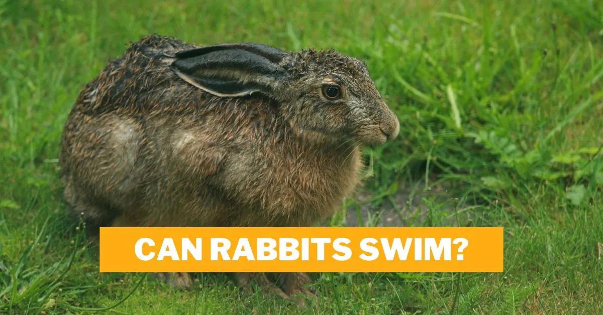 Can Rabbits Swim?
