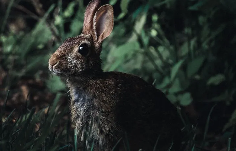 Wild rabbit on grass at night