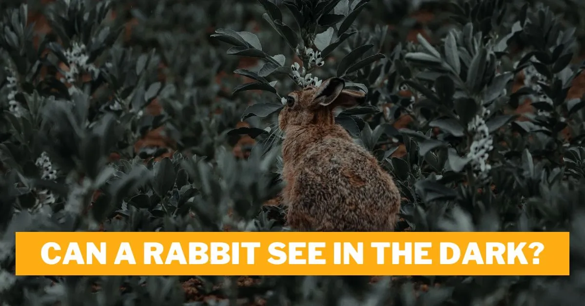 Can a Rabbit See in the Dark?