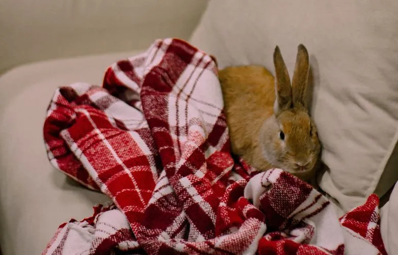 Bunny on a cozy blanket