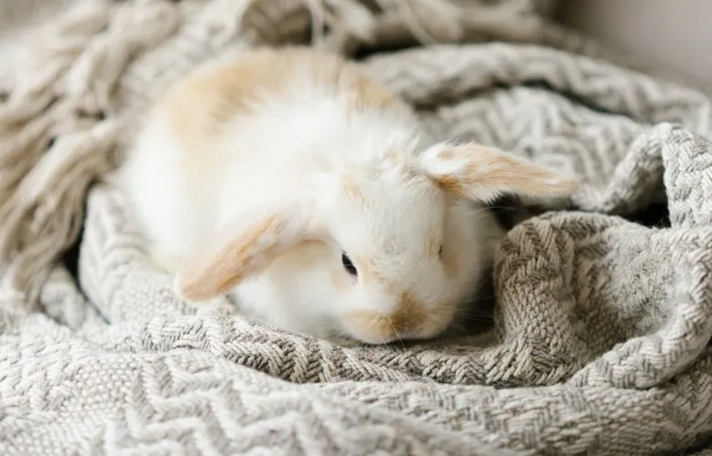 Rabbit on a blanket