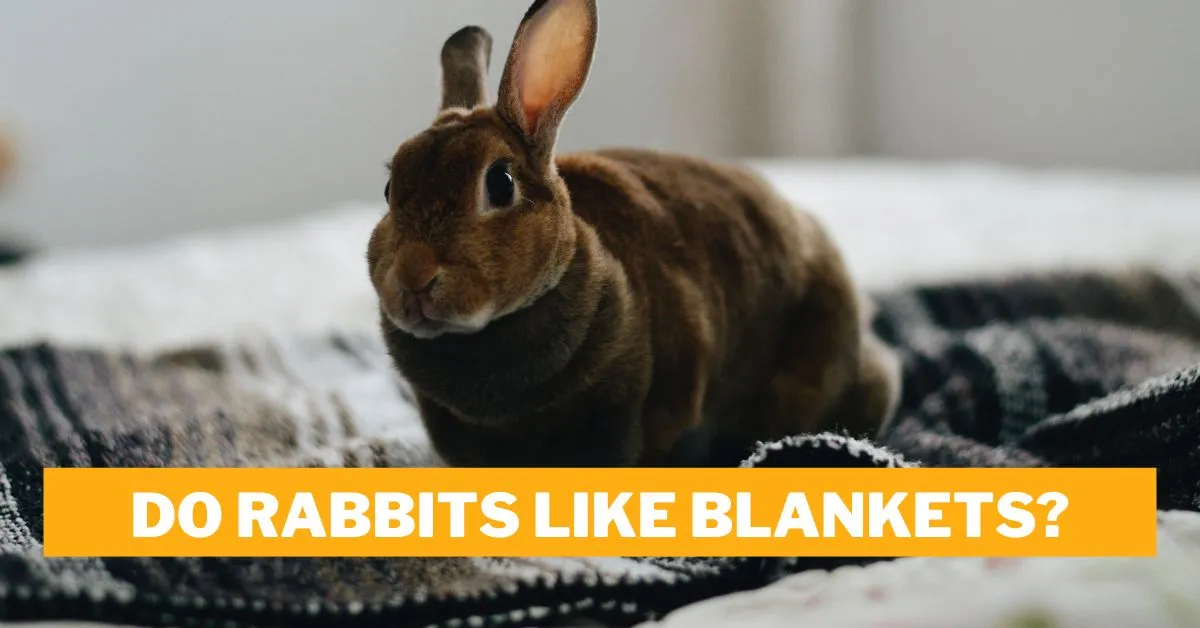 Do Rabbits Like Blankets?