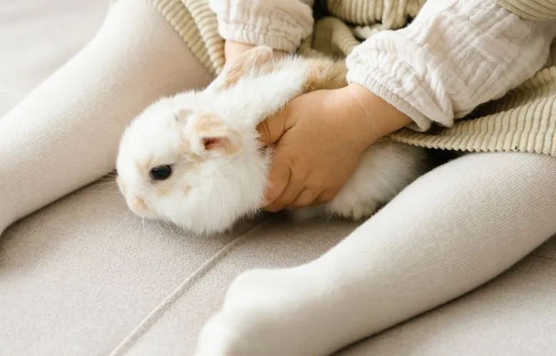 A child holding a rabbit