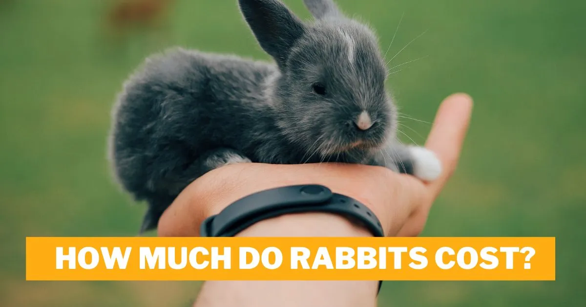 How Much Do Rabbits Cost?