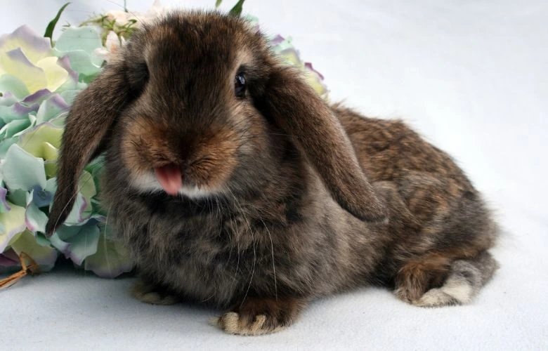 Rabbit with his tongue out