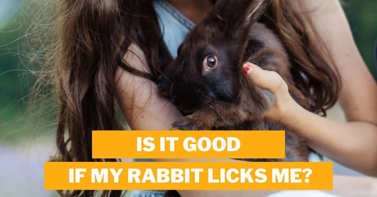 Is It Good If My Rabbit Licks Me?