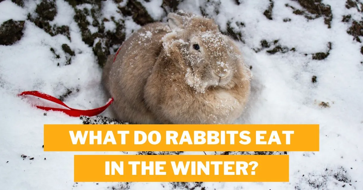 What Do Rabbits Eat in the Winter?