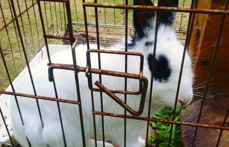 Rabbit in a rusty cage