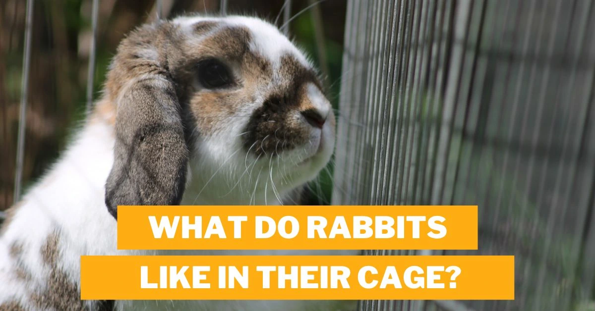 What Do Rabbits Like in Their Cage?