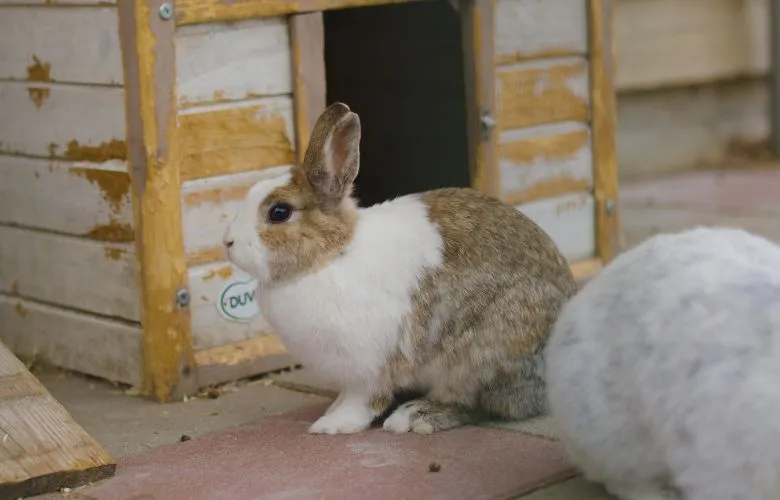 Rabbit living indoors