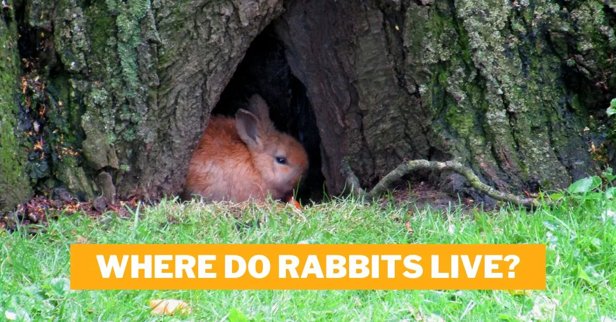 Where Do Rabbits Live?