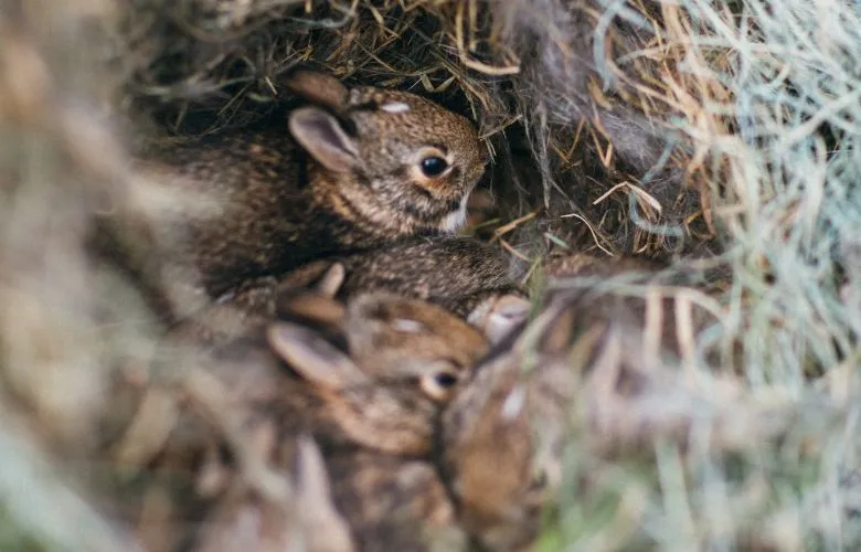 Baby rabbits in their nest