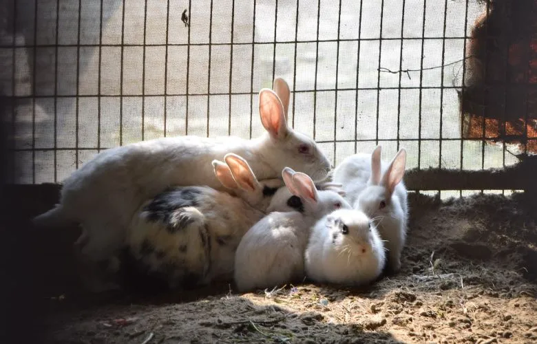 Baby rabbits with their mother