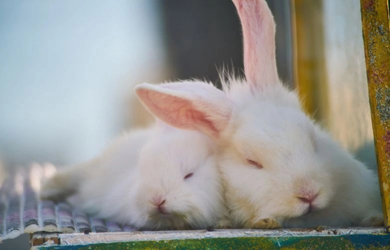 A baby rabbit sleeping with his mother