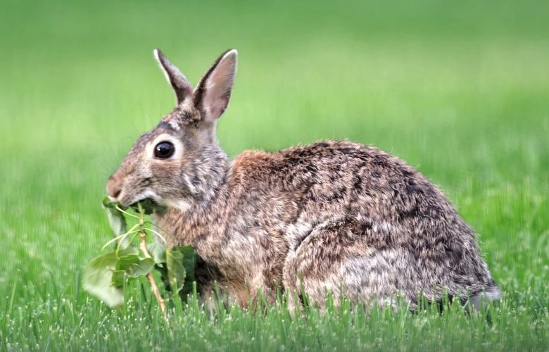 Rabbit eating a plant