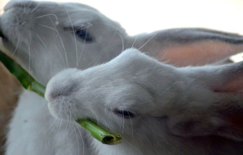 Rabbits eating a stalk