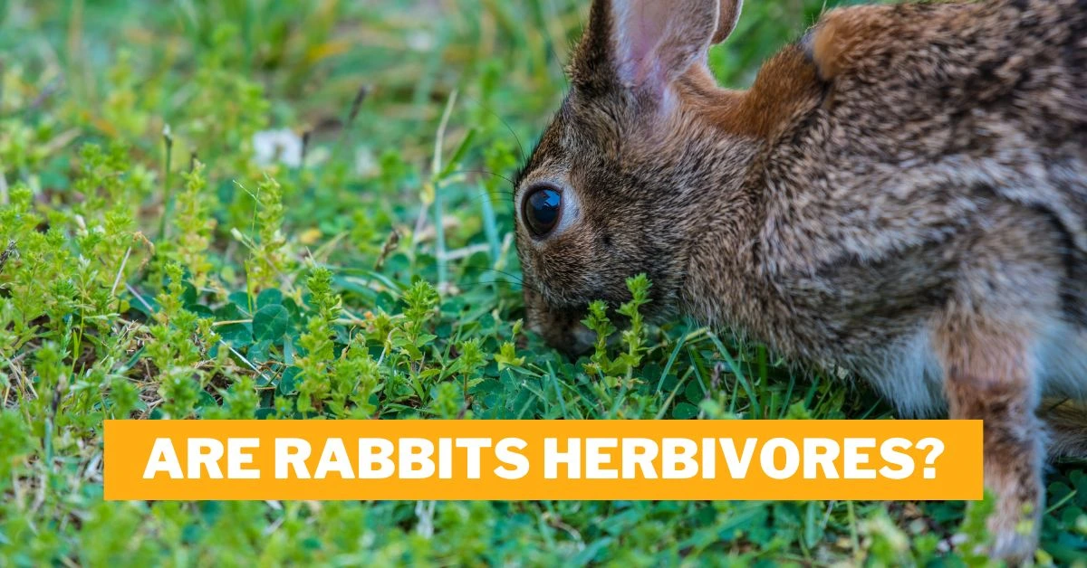 Are Rabbits Herbivores?
