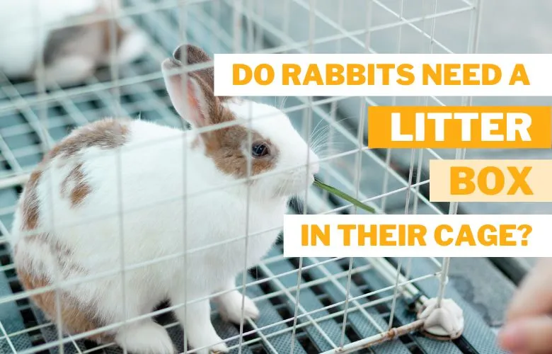 Do rabbits need a litter box in their cage?